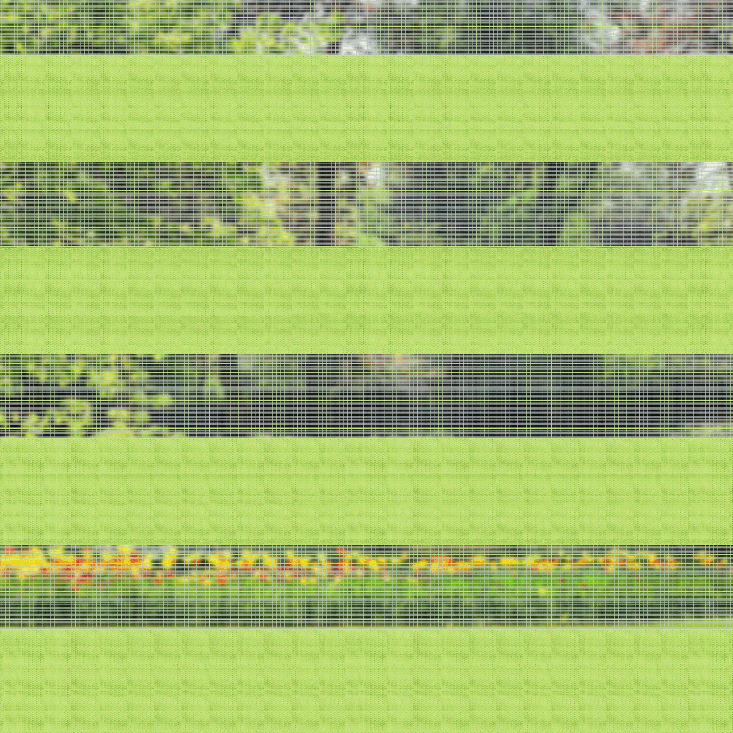 Fruit Green